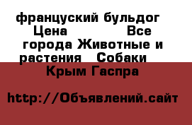 француский бульдог › Цена ­ 40 000 - Все города Животные и растения » Собаки   . Крым,Гаспра